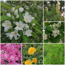 Весна в Благовещенске: яблоня, сосна, боярышник, лиственница, одуванчик и сакура