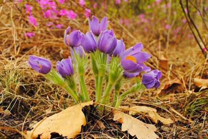 Чудесные цветы прострела на сопке в п. Бурея
