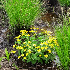 Северные цветы, п. Февральск