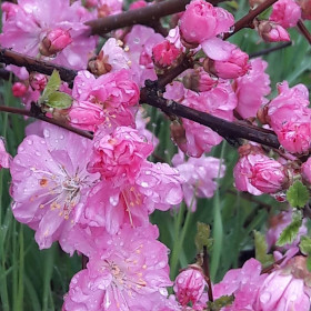 Цветущий сад, п. Февральск