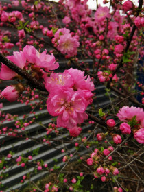 Пробуждение сакуры. г. Завитинск
