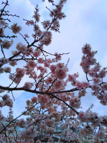 Цветение сакуры в г. Благовещенск