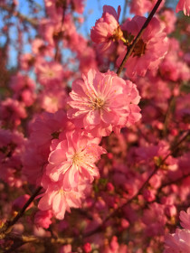 Яркие краски в садах Тамбовского района