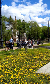 Одуванчики. Набережная Благовещенск