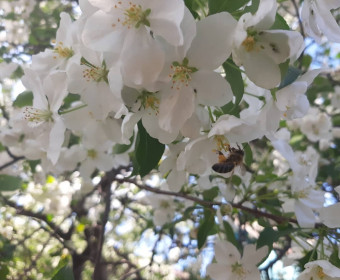 Яблоня в Междугранке