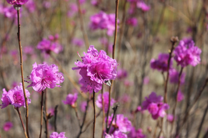 Рододендрон вблизи Свободного