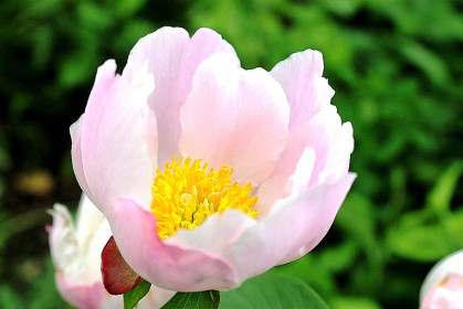 Пион, с. Марьяновка