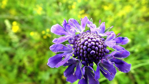 Цветочек полевой, с. Марьяновка