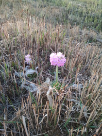 Примула дудчатая, г. Белогорск