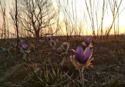 Подснежник, г. Белогорск