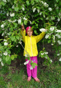 Черемуха в с. Сычевка