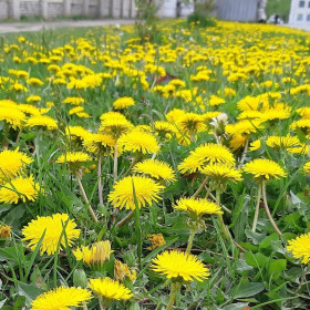 Шимановские одуванчики