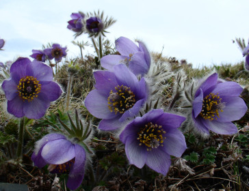 Весенний прострел, г. Шимановск