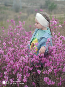 Багульник в городе Свободном