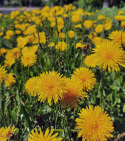 Полянка одуванчиков в п. Широкий