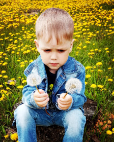Одуванчик полевой, лекарственный! с. Ивановка