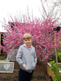 Сакура, г. Шимановск