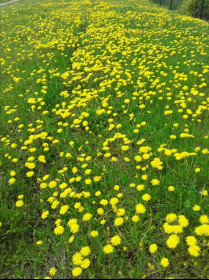 Одуванчики. г. Шимановск