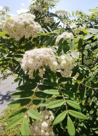 Рябинка, г. Благовещенск