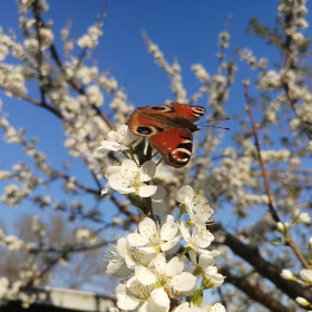 Майская бабочка на цветущем дереве. г. Благовещенск