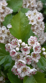 Боярышник в микрорайоне г. Благовещенска