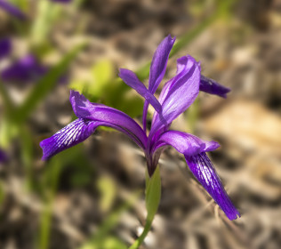 Ирис, или Касатик русский, пгт Февральск