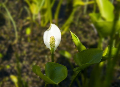 Калла болотная, пгт Февральск