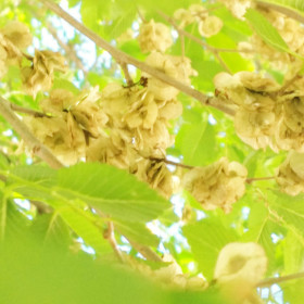 Цветущий карагач, г. Благовещенск