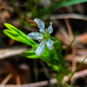 Мёрингия моховидная в Белогорье