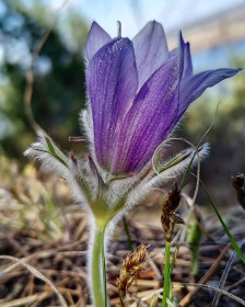 Прострел на сопке Любви под Свободным