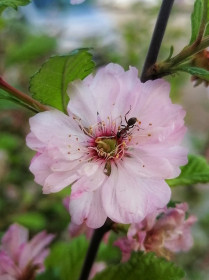 Луизеания в Благовещенске