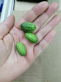 Африканский огурец из села Амурского.