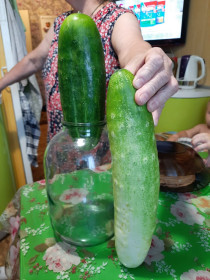 Гигантские огурцы в Благовещенске