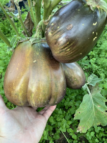 Вот такой классный баклажан вырастила моя свекровь, с.Николаевка