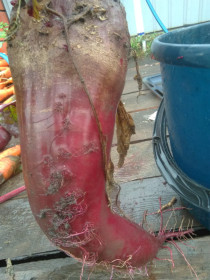 Гигантская свёкла из Константиновского района