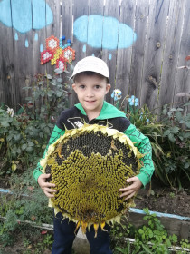 Огромный подсолнух из Свободного