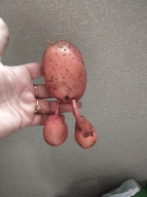 Миссис картошка)) г. Благовещенск