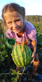 Арбуз из Сычевки
