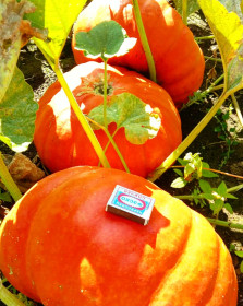 Тыква красавица из Архары.