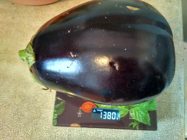 Баклажан Бычий лоб с.Константиновка