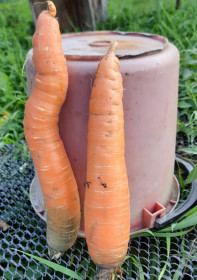 Сковородино. Морковь относительно 10-литрового ведра :)