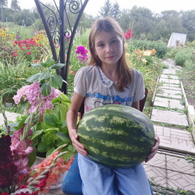 Наш арбуз. г. Свободный