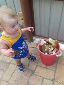 Юный грибник из Благовещенска