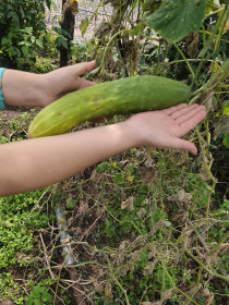 Благовещенский огурец гигант