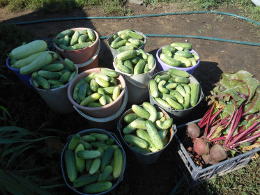 Огуречный привет из села Белогорка