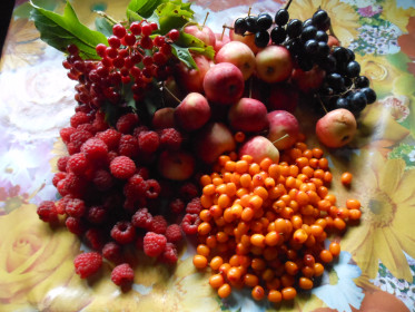 Ягодный бум из села Белогорка