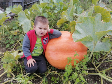Шикарная тыква с п. Белогорье