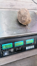 Картофель сорт "Кардинал" п. Архара