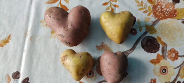 Сердечный картофель,  с.Николаевка