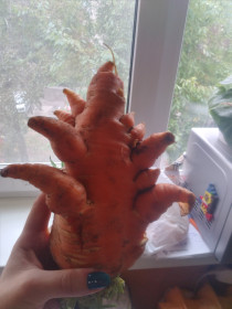 Морковь-инопланетянин, Благовещенск